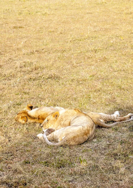 Löwin Auf Den Wiesen Kenias — Stockfoto