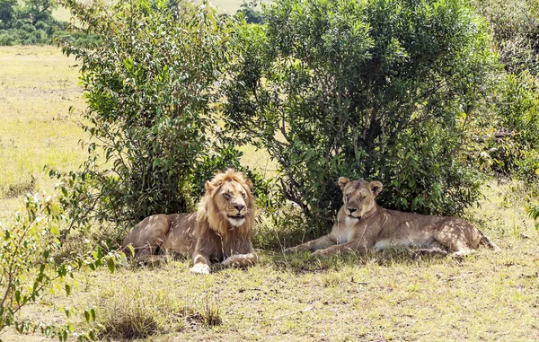 Львы Джунглях Кении Африке — стоковое фото