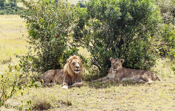 Leões Selva Quênia África — Fotografia de Stock