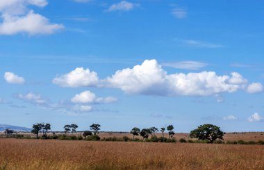Afrika 'daki Kenya ormanında zürafalar