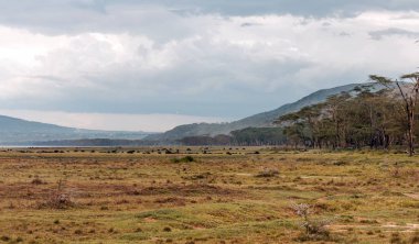 Kenya ormanlarında, bulutlu bir gökyüzünün altında