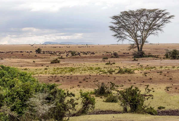 Acacia Jungle Van Kenia Onder Een Bewolkte Lucht — Stockfoto