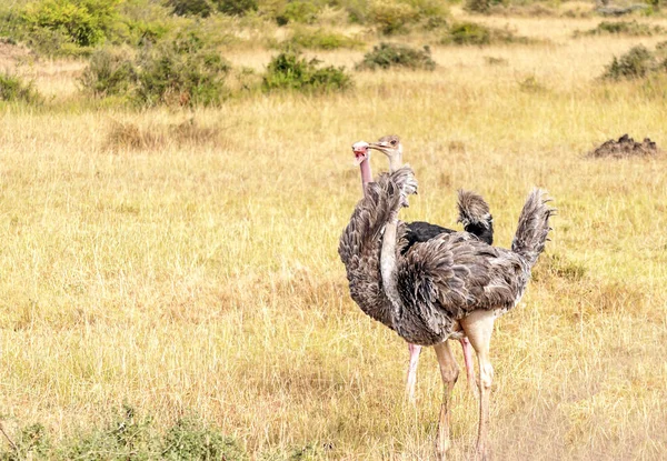 Avestruzes Savana Quênia Sob Céu Nublado — Fotografia de Stock