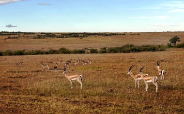 Bir bulutlu gökyüzü altında Kenya ormanda ceylan