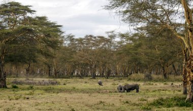 Gergedanların Kenya orman bir bulutlu gökyüzü altında