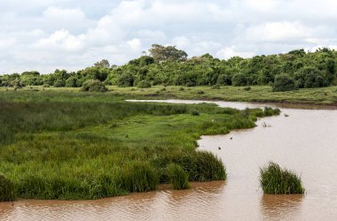 Kenya ormanında bulutlu bir gökyüzünün altında