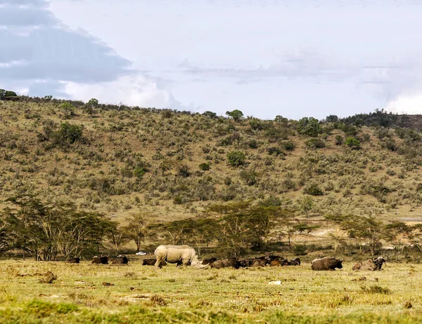 Neushoorns Jungle Van Kenia Onder Een Bewolkte Hemel — Stockfoto