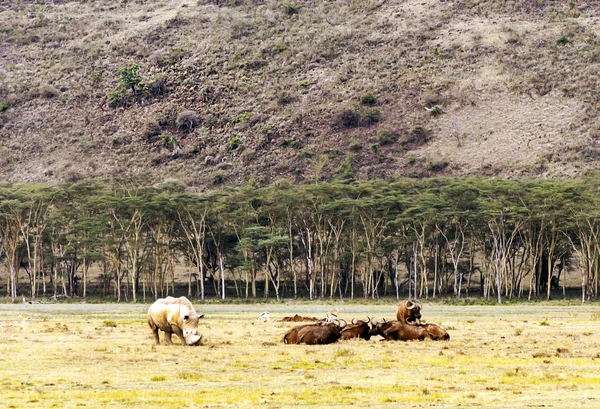 Orrszarvú Dzsungelben Kenya Felhős Alatt — Stock Fotó