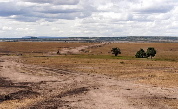 Savannah Kenya Onder Een Bewolkte Lucht — Stockfoto