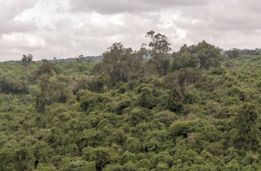 Kenya Ormanı Bulutlu bir gökyüzünün altında
