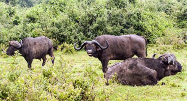 Kenya ormanında bulutlu bir gökyüzünün altında Bufalolar