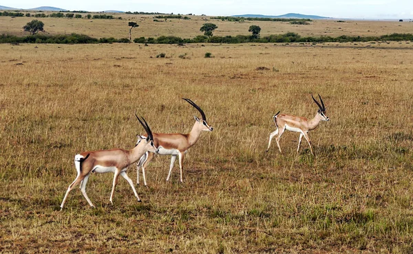 Gazelles Jungle Kenya Cloudy Sky — Stock Photo, Image
