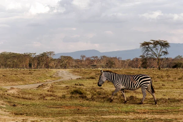 Zebras Dschungel Von Kenia Unter Bewölktem Himmel — Stockfoto