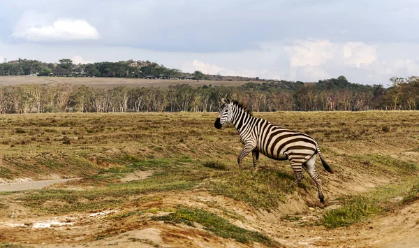 Zebras Dschungel Von Kenia Unter Bewölktem Himmel — Stockfoto