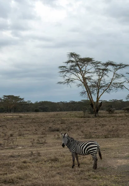 Zebrák Kenya Dzsungelében Felhős Alatt — Stock Fotó