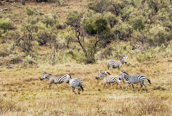 Zebras Dschungel Von Kenia Unter Bewölktem Himmel — Stockfoto