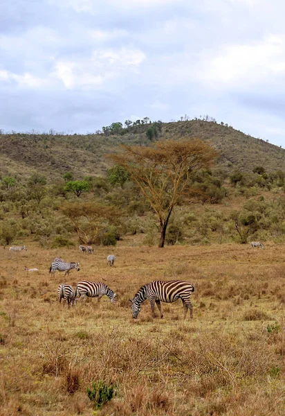 Zebras Dschungel Von Kenia Unter Bewölktem Himmel — Stockfoto