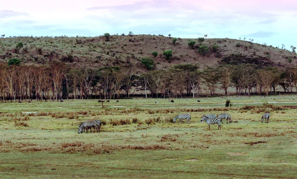 Зебри Джунглях Кенії Під Хмарним Небом — стокове фото