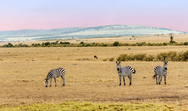 Zebras Der Savanne Kenias Einem Bewölkten Tag — Stockfoto
