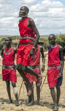Masai Mara, Kenya - 2014 olabilir. Geleneksel yüksek atlama yarışmalarda kültürel törenler bir parçası olarak ve dansları Masai Mara Milli Parkı tanımlanamayan Masai savaşçıları katılmak