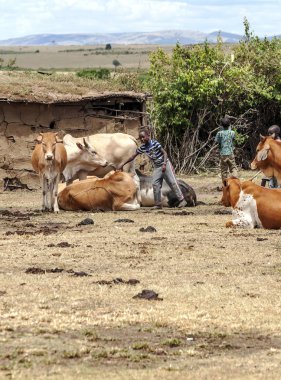 Masai Mara, Kenya - 2014 olabilir. Gece için getirilen Afrikalı sığır sürüsü.