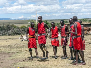 Masai Mara, Kenya - 2014 olabilir. Geleneksel yüksek atlama yarışmalarda kültürel törenler bir parçası olarak ve dansları Masai Mara Milli Parkı tanımlanamayan Masai savaşçıları katılmak