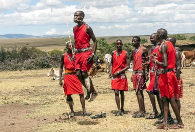 Masai Mara, Kenya - 2014 olabilir. Geleneksel yüksek atlama yarışmalarda kültürel törenler bir parçası olarak ve dansları Masai Mara Milli Parkı tanımlanamayan Masai savaşçıları katılmak