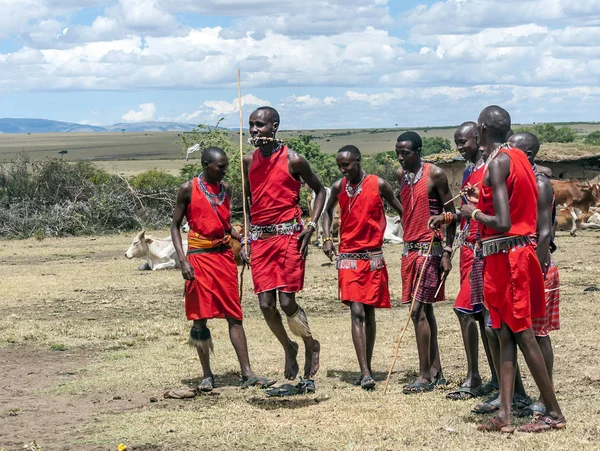 肯尼亚马赛马拉 2014年5月 作为马赛马拉国家公园文化仪式和舞蹈的一部分 身份不明的马赛勇士参加传统跳高比赛 — 图库照片