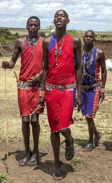 肯尼亚马赛马拉 2014年5月 作为马赛马拉国家公园文化仪式和舞蹈的一部分 身份不明的马赛勇士参加传统跳高比赛 — 图库照片