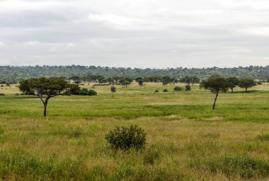 Bulutlu bir günde Kenya 'da Acacias
