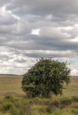 Bulutlu bir günde Kenya dağları