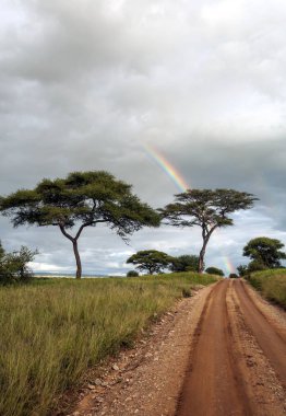 Bulutlu bir günde Kenya 'da Acacias