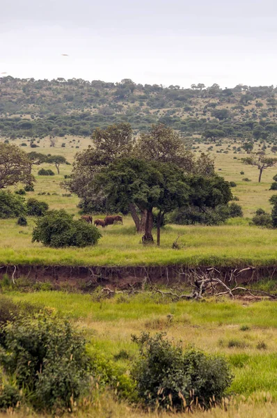 Acacias Στην Κένυα Μια Συννεφιασμένη Ημέρα — Φωτογραφία Αρχείου