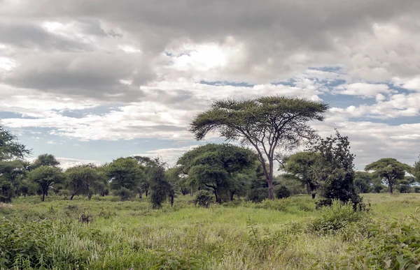 Acacias Kenia Día Nublado — Foto de Stock