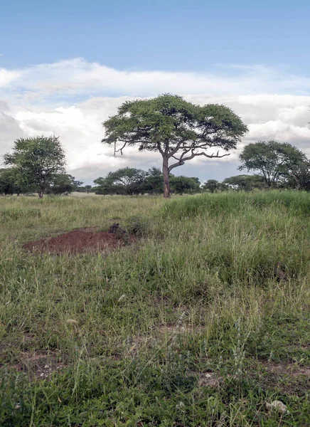 Acacias Kenia Een Bewolkte Dag — Stockfoto