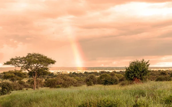 Acacias Kenia Een Bewolkte Dag — Stockfoto