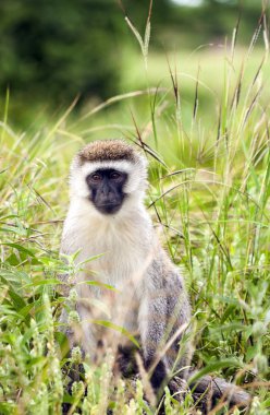 Babunlar Kenya orman oturma