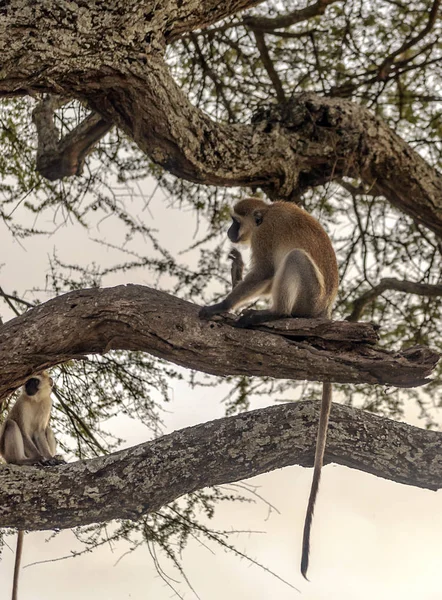 Bavianen Zit Het Bos Van Kenia — Stockfoto