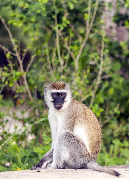 Bavianen Zit Het Bos Van Kenia — Stockfoto