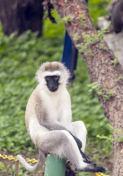 Bavianen Zit Het Bos Van Kenia — Stockfoto