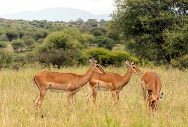 Bulutlu bir günde Kenya acacias ile prairies üzerinde impalas
