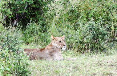 Bulutlu bir günde Kenya ormanında dişi aslan.