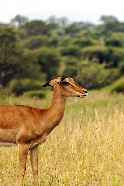 Impalas Auf Prärien Mit Akazien Aus Kenia Einem Bewölkten Tag — Stockfoto