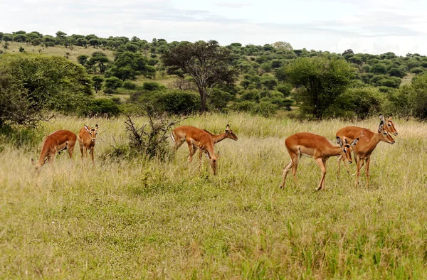 Impalas Dans Les Prairies Avec Des Acacias Kenya Par Une — Photo