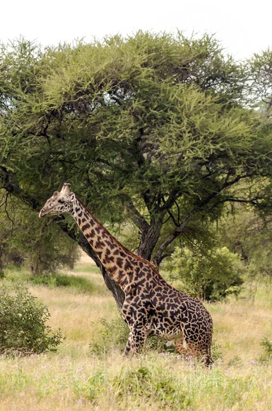 Girafes Dans Les Prairies Avec Acacias Kenya Par Une Journée — Photo