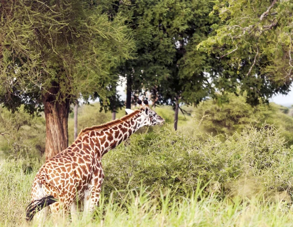 Žirafy Prériích Akáty Keni Zamračený Den — Stock fotografie