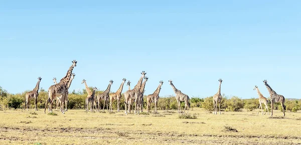Girafas Nas Pradarias Com Acácias Quênia Dia Nublado — Fotografia de Stock