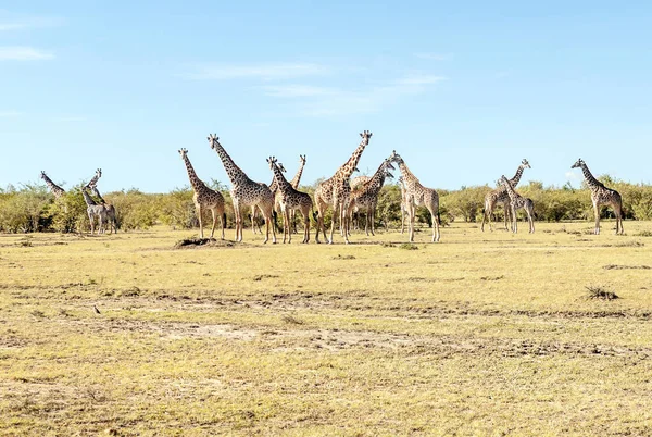 Жирафы Прериях Акациями Кении Облачный День — стоковое фото
