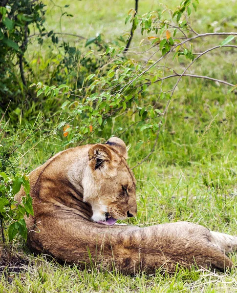 Λέαινα Στη Ζούγκλα Της Κένυας Μια Συννεφιασμένη Μέρα — Φωτογραφία Αρχείου