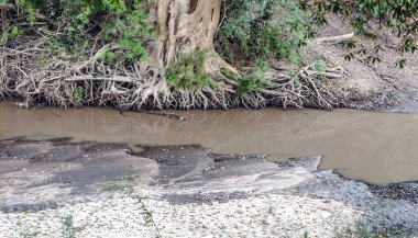 Kenya 'daki göl bitki örtüsüyle çevrili